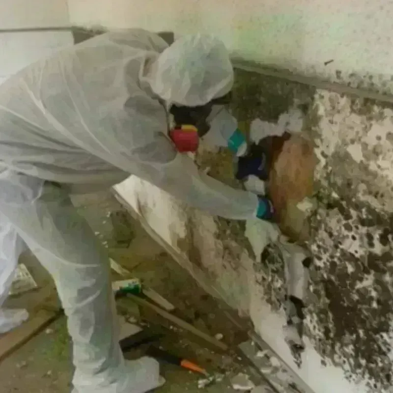 Mold Remediation and Removal in Clayton County, IA